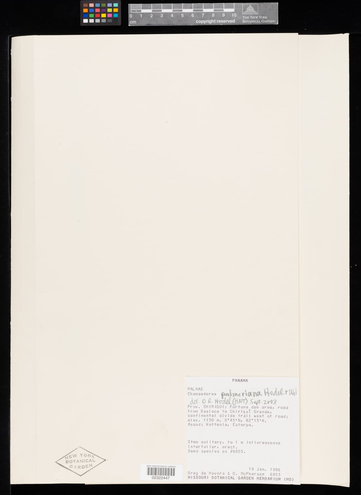 Botanical specimen of Chamaedorea Palmeriana.