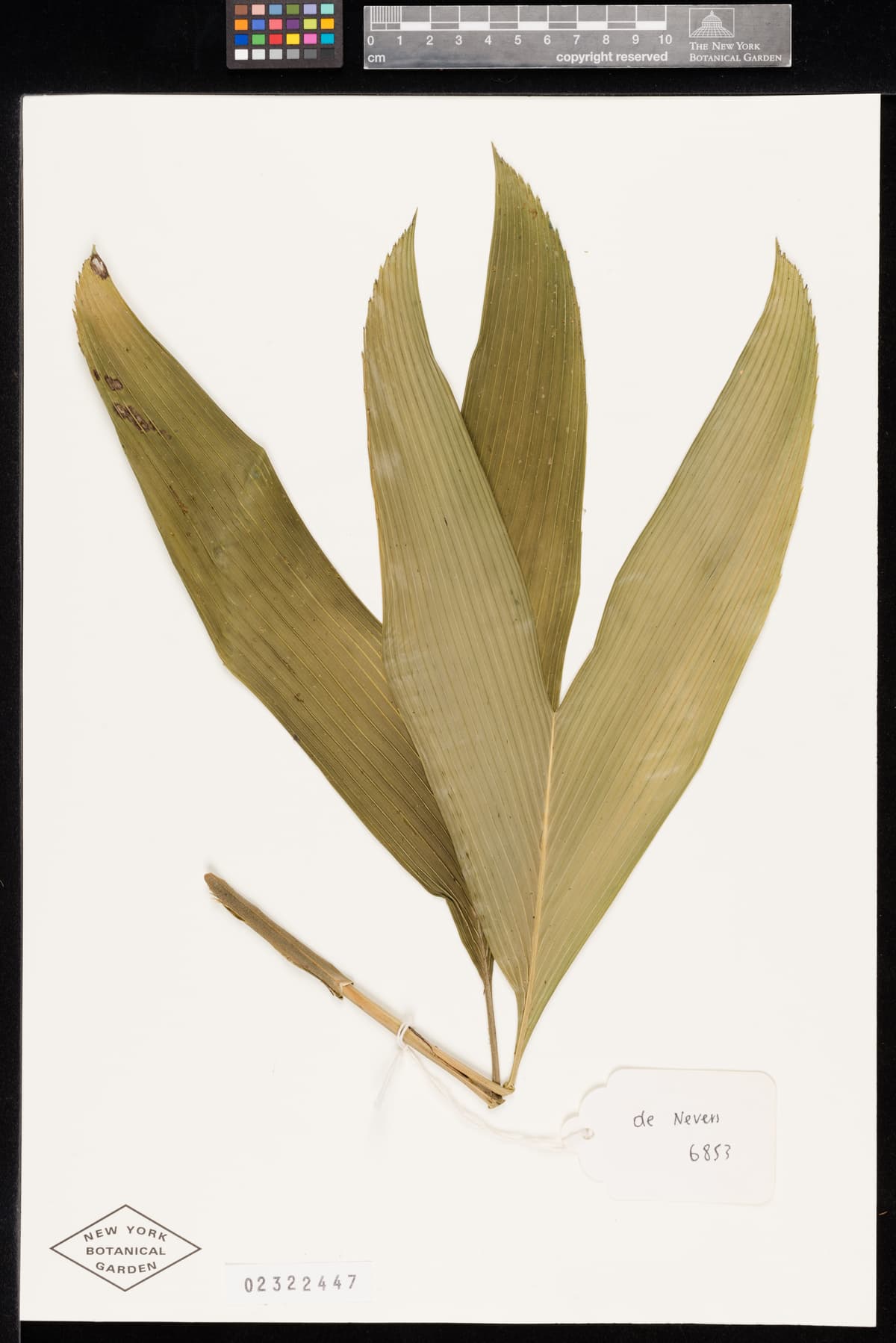 Botanical specimen of Chamaedorea Palmeriana.
