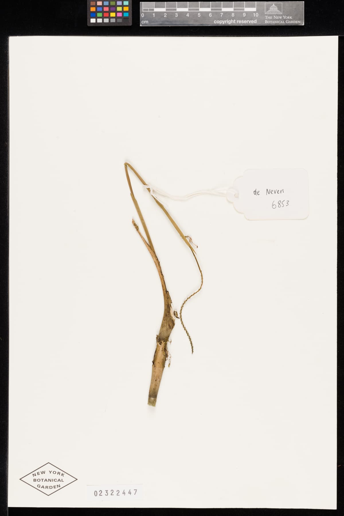 Botanical specimen of Chamaedorea Palmeriana.