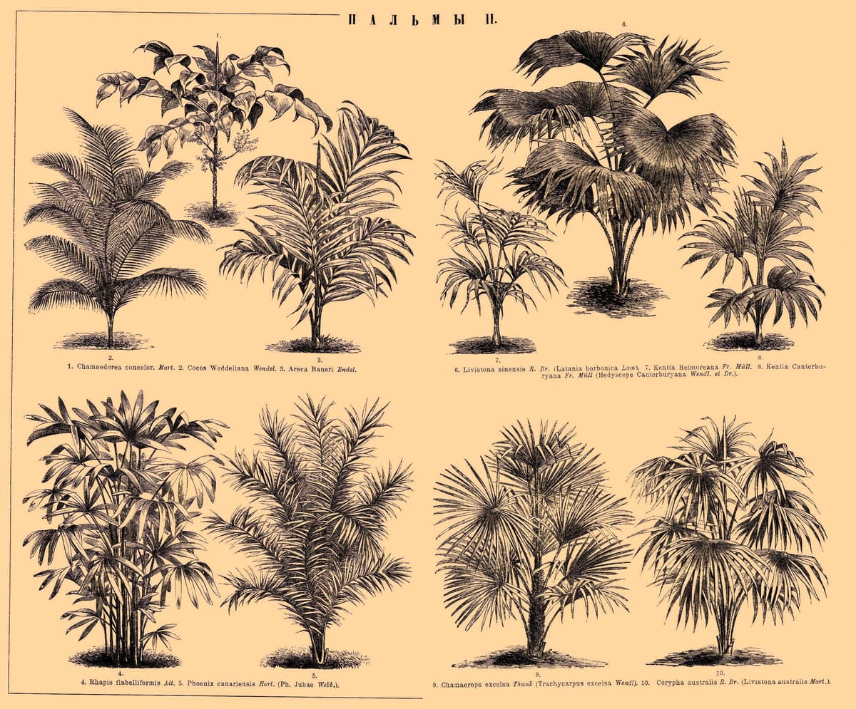 Botanical specimen of Chamaedorea Pinnatifrons.