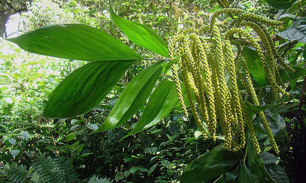 Botanical specimen of Chamaedorea Pinnatifrons.
