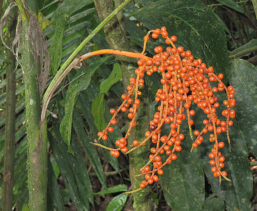 Botanical specimen of Chamaedorea Pinnatifrons.