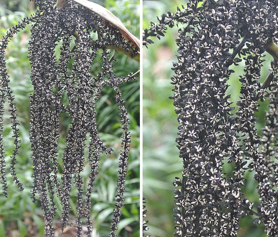 Botanical specimen of Chamaedorea Pinnatifrons.