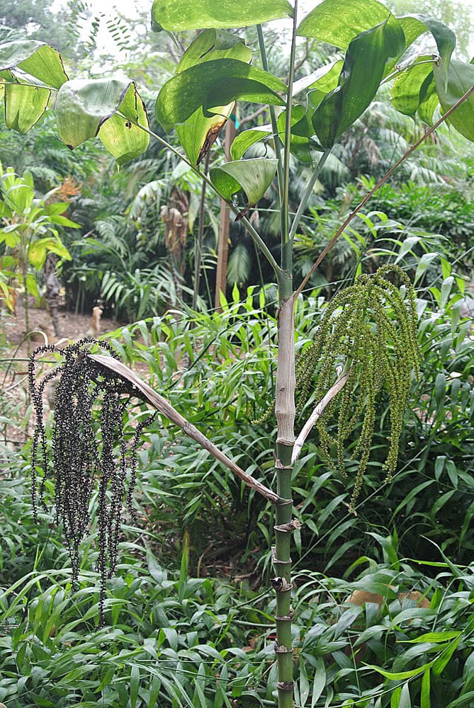 Botanical specimen of Chamaedorea Pinnatifrons.