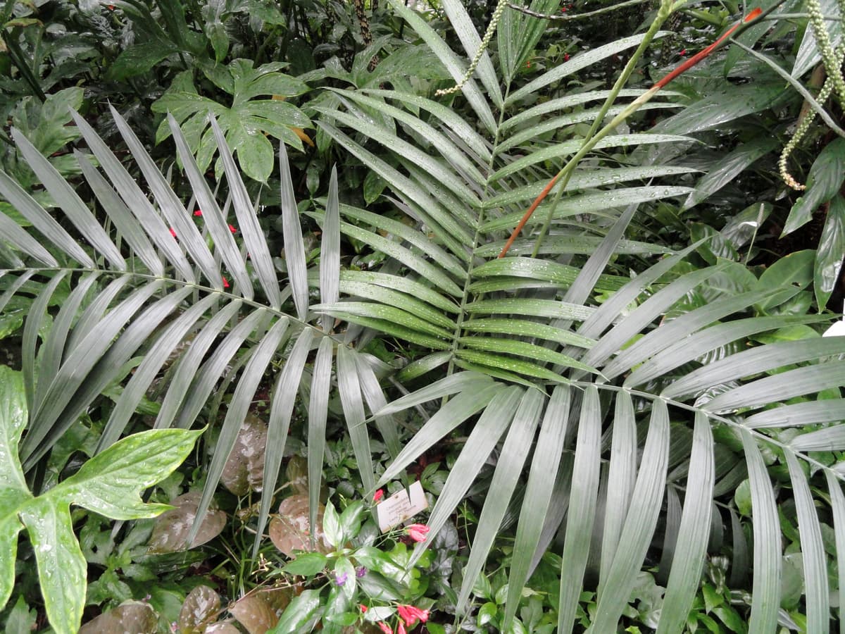 Botanical specimen of Chamaedorea Pinnatifrons.
