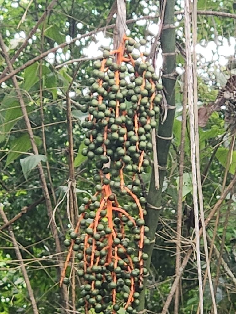 Botanical specimen of Chamaedorea Plumosa.