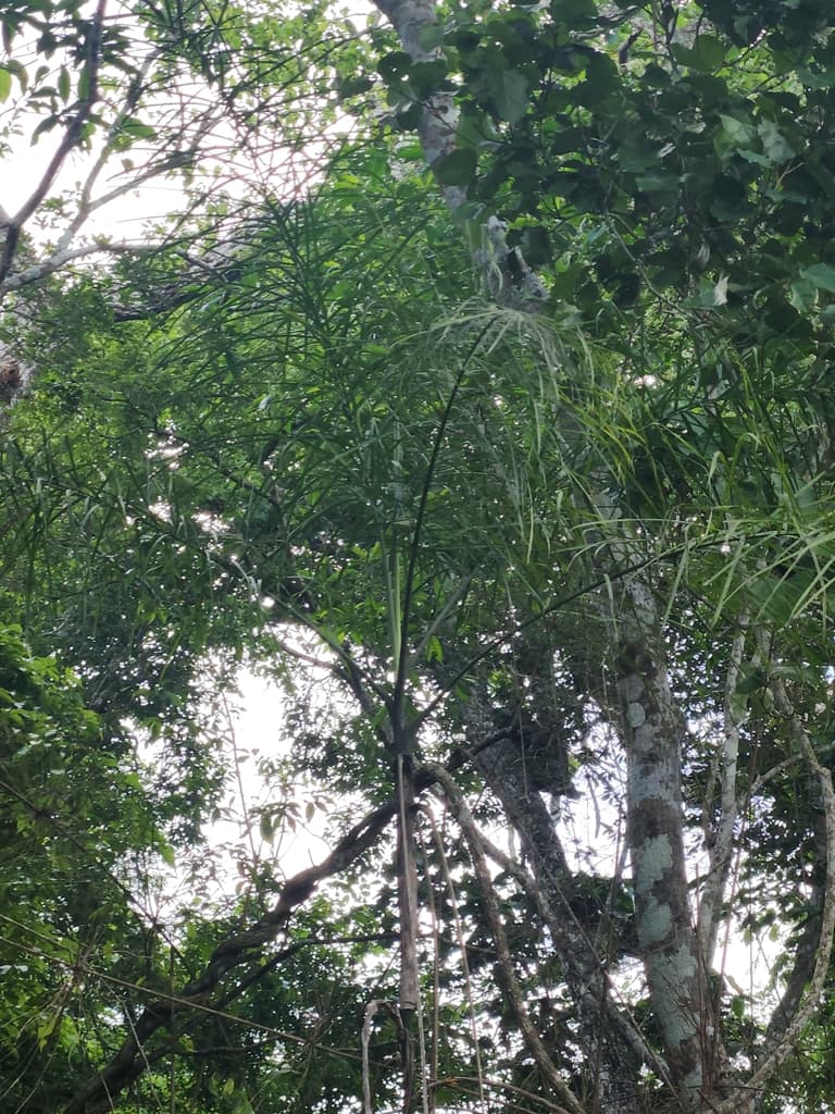 Botanical specimen of Chamaedorea Plumosa.