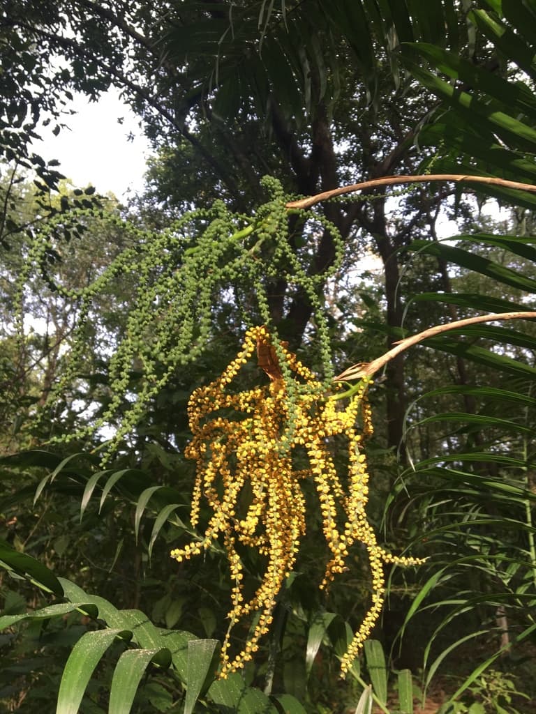 Botanical specimen of Chamaedorea Pochutlensis.