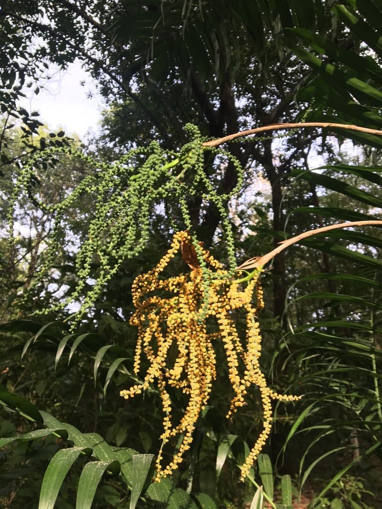 Botanical specimen of Chamaedorea Pochutlensis.