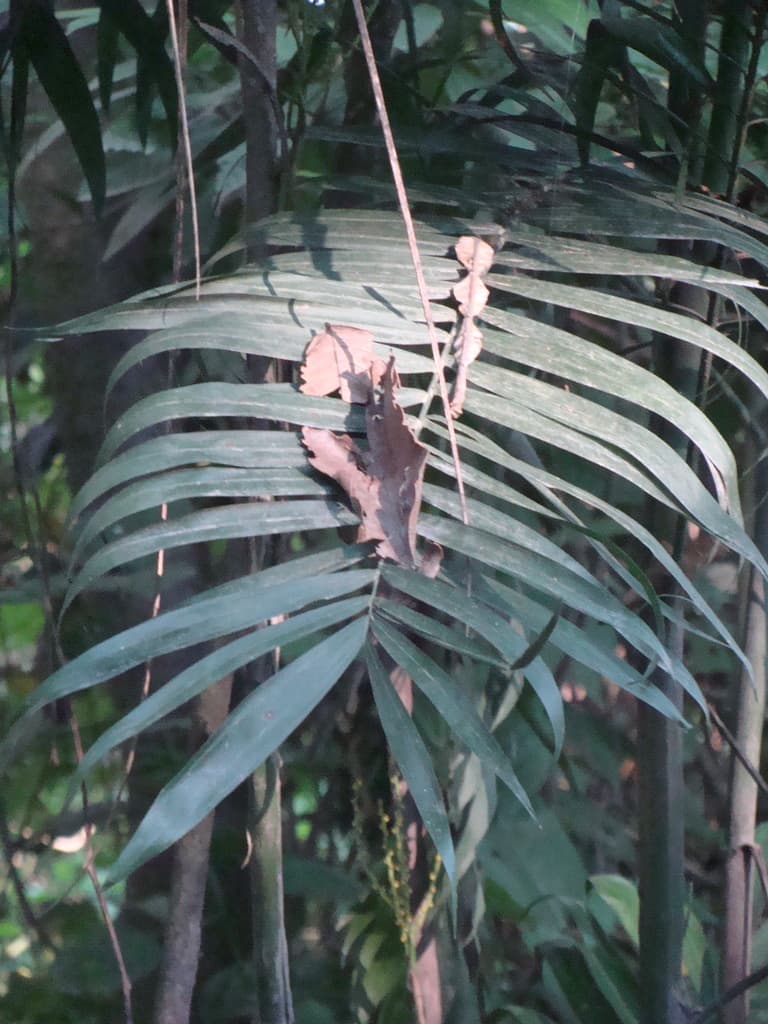 Botanical specimen of Chamaedorea Pochutlensis.
