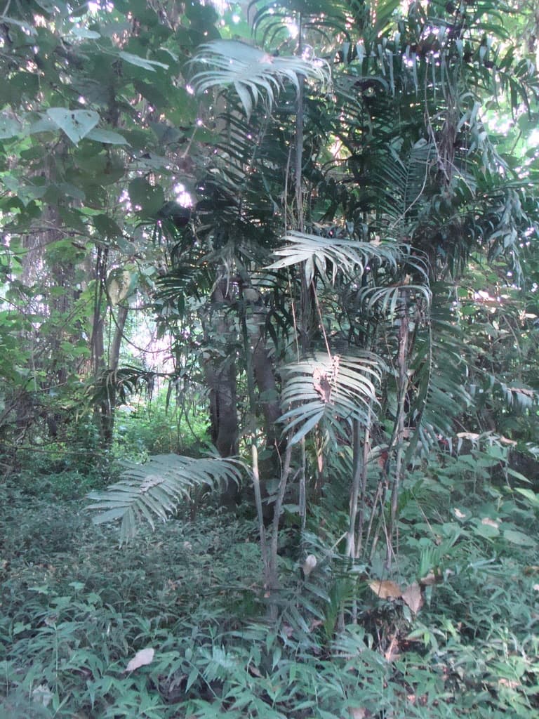 Botanical specimen of Chamaedorea Pochutlensis.
