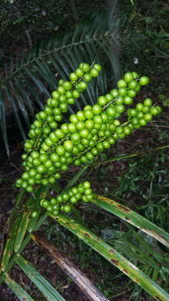 Botanical specimen of Chamaedorea Radicalis.