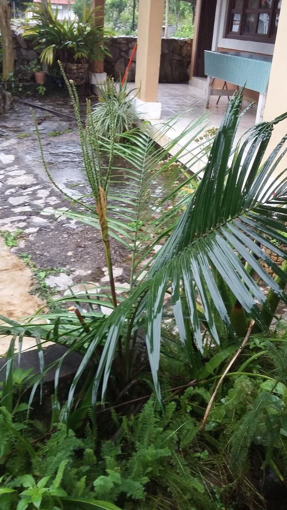 Botanical specimen of Chamaedorea Radicalis.