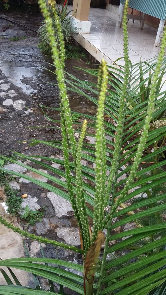 Botanical specimen of Chamaedorea Radicalis.