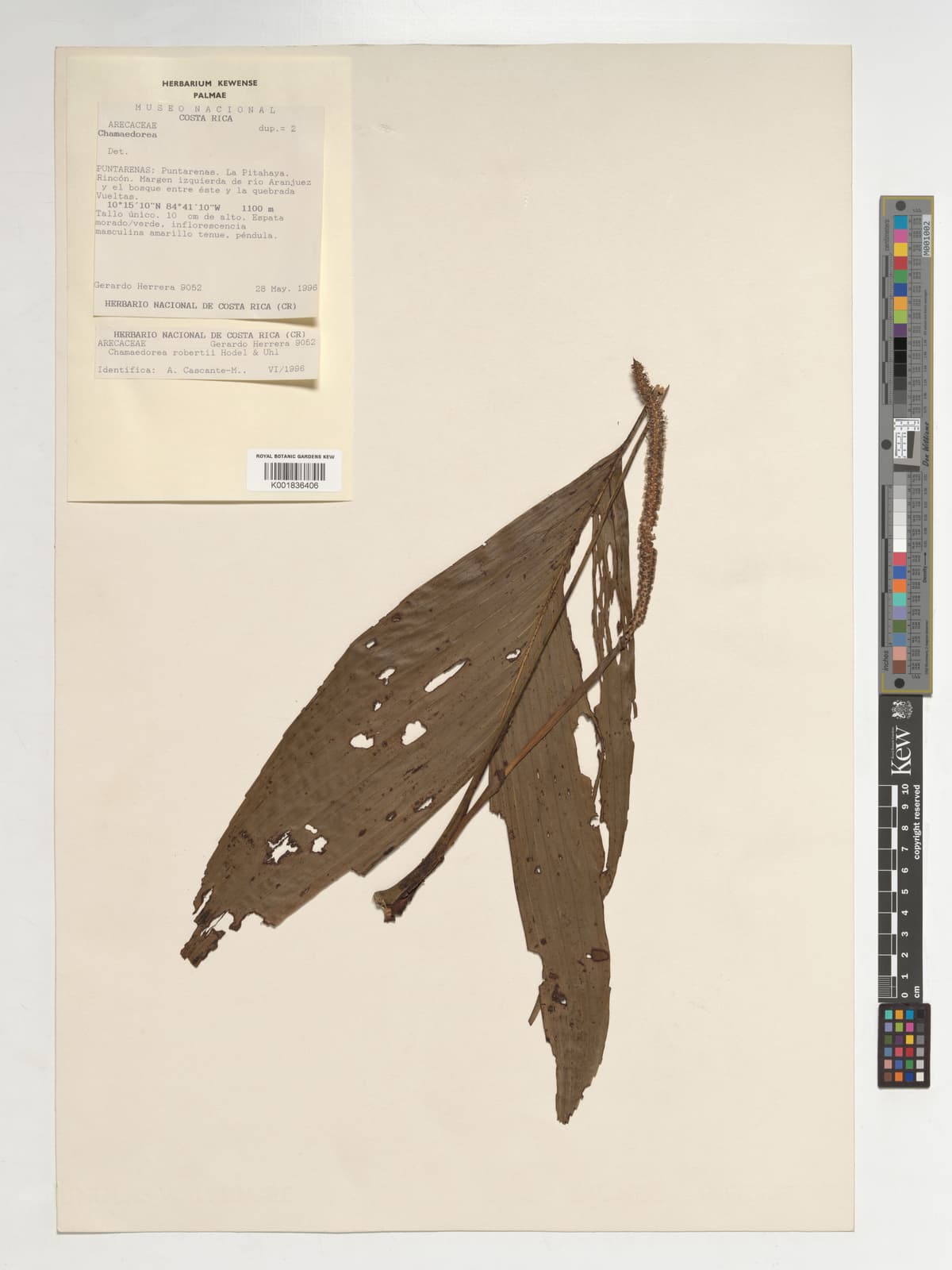 Botanical specimen of Chamaedorea Robertii.