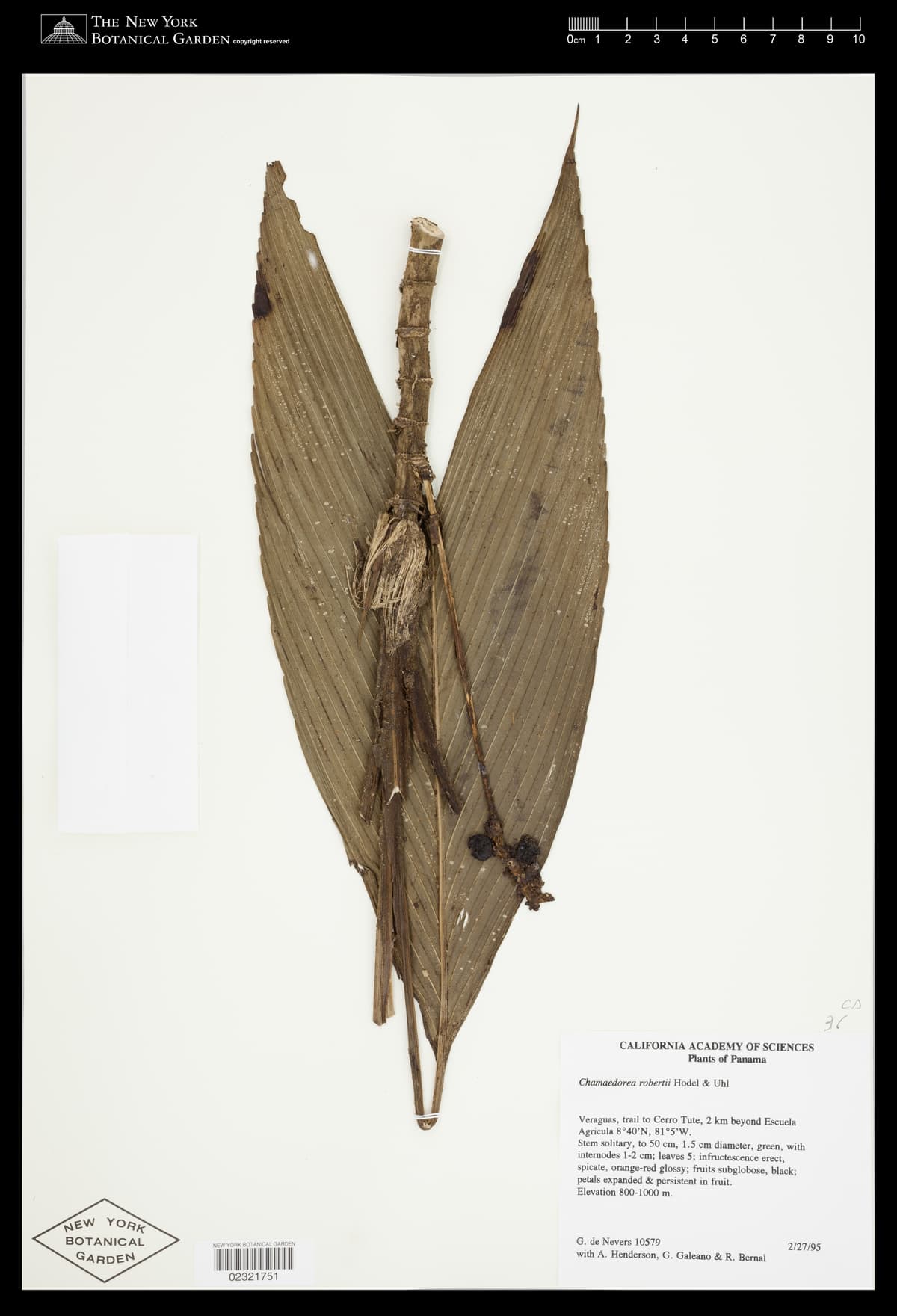 Botanical specimen of Chamaedorea Robertii.