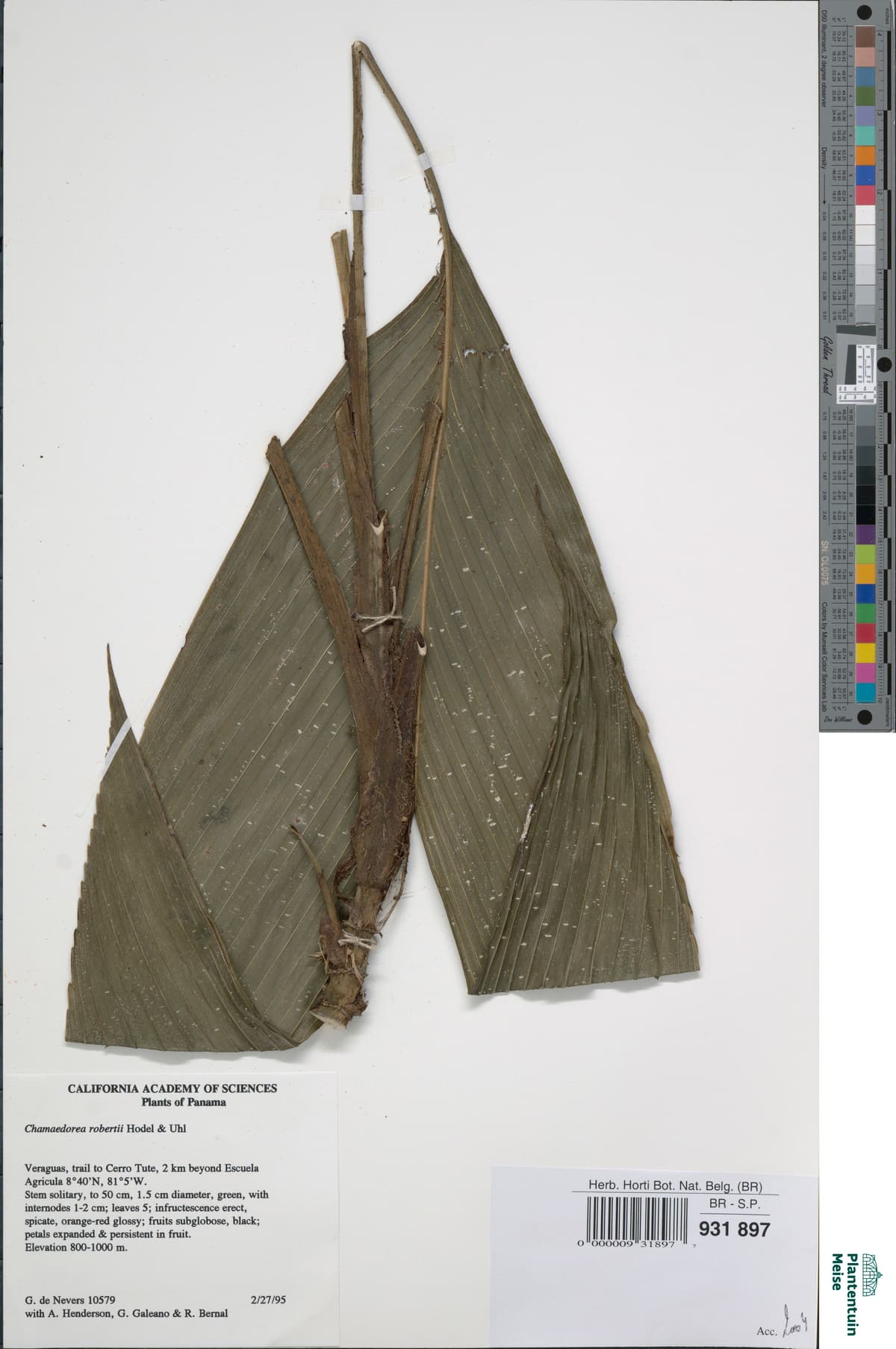 Botanical specimen of Chamaedorea Robertii.