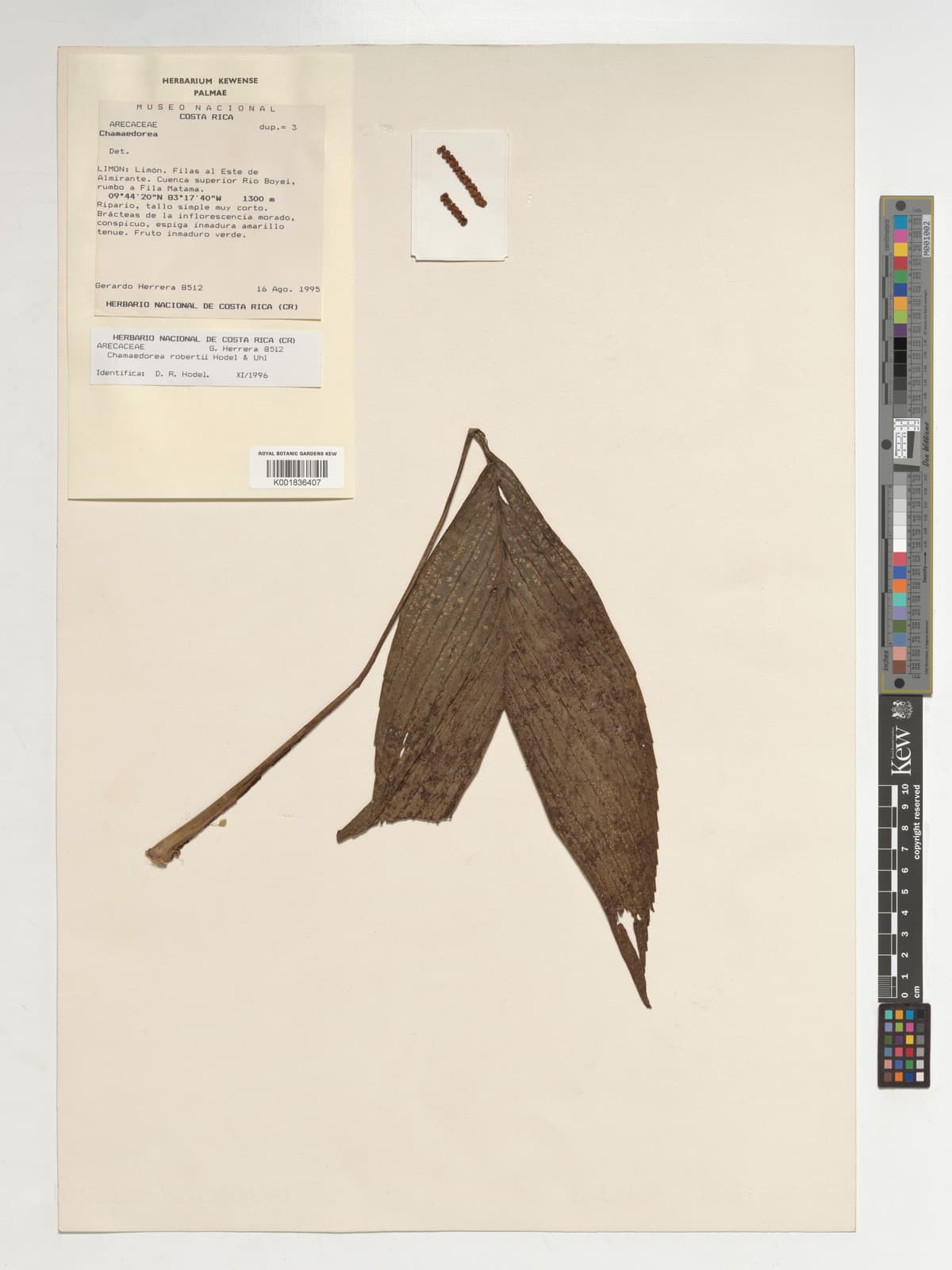 Botanical specimen of Chamaedorea Robertii.