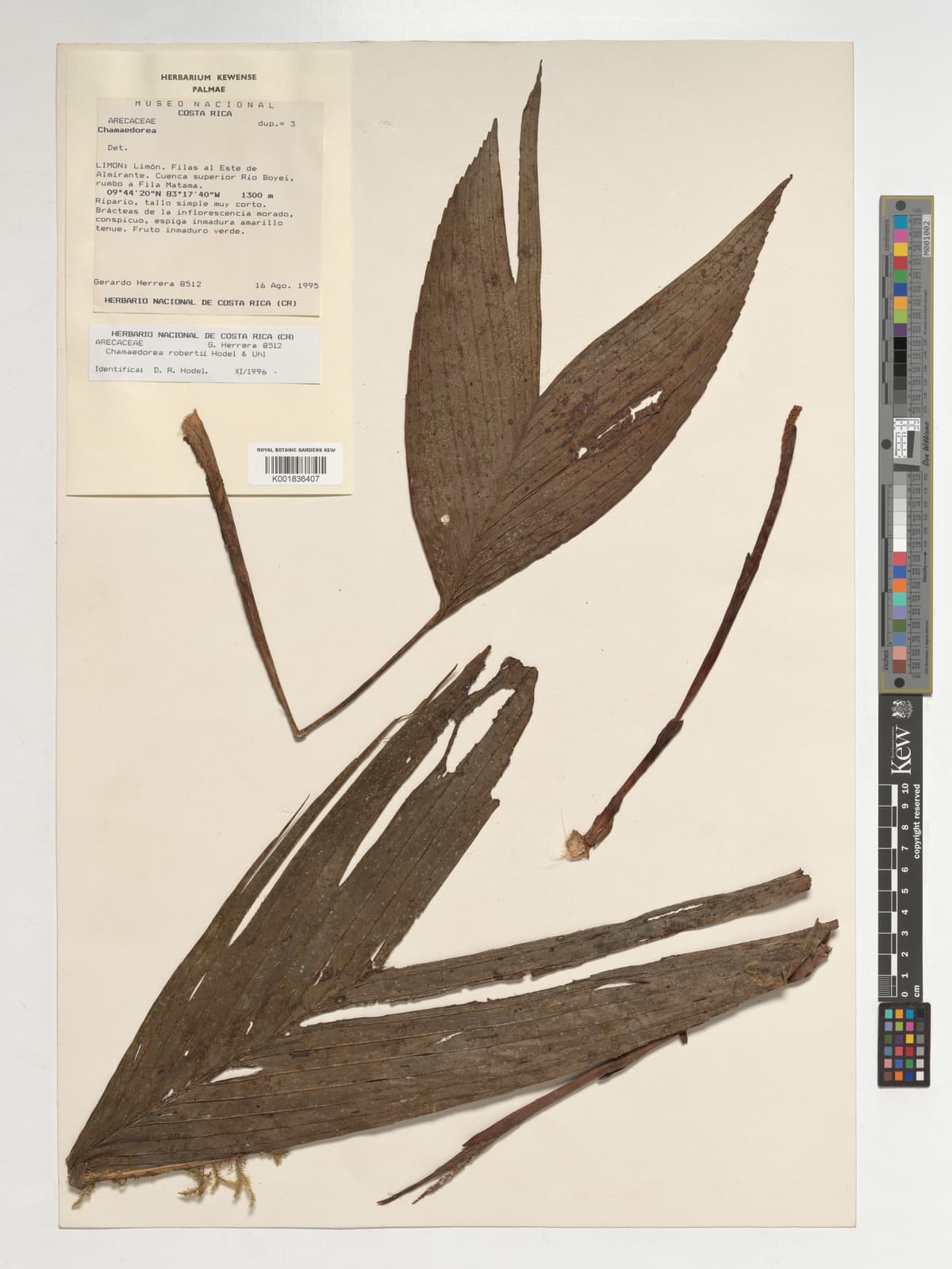 Botanical specimen of Chamaedorea Robertii.