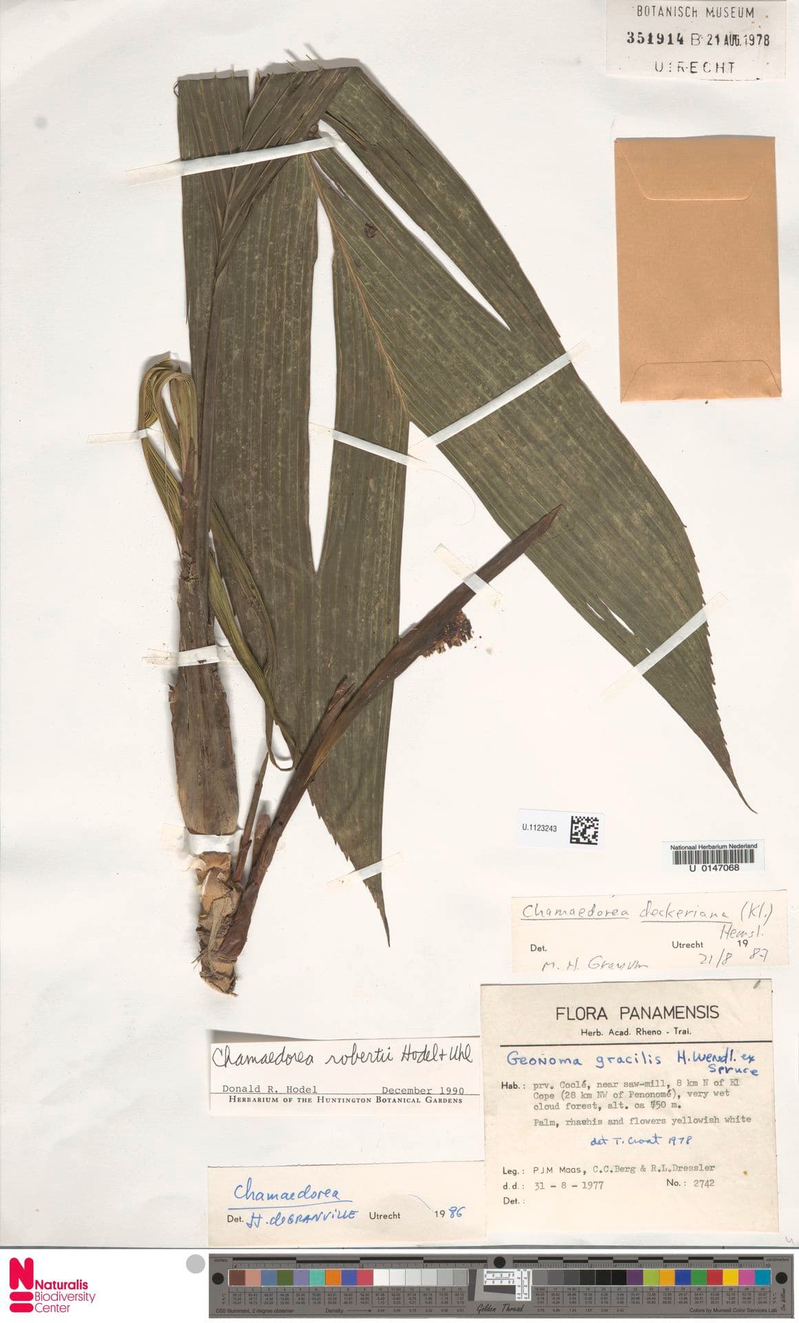 Botanical specimen of Chamaedorea Robertii.