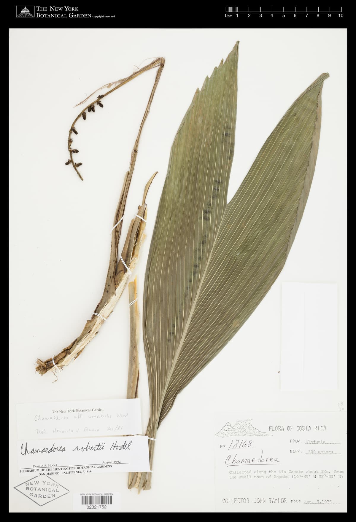 Botanical specimen of Chamaedorea Robertii.