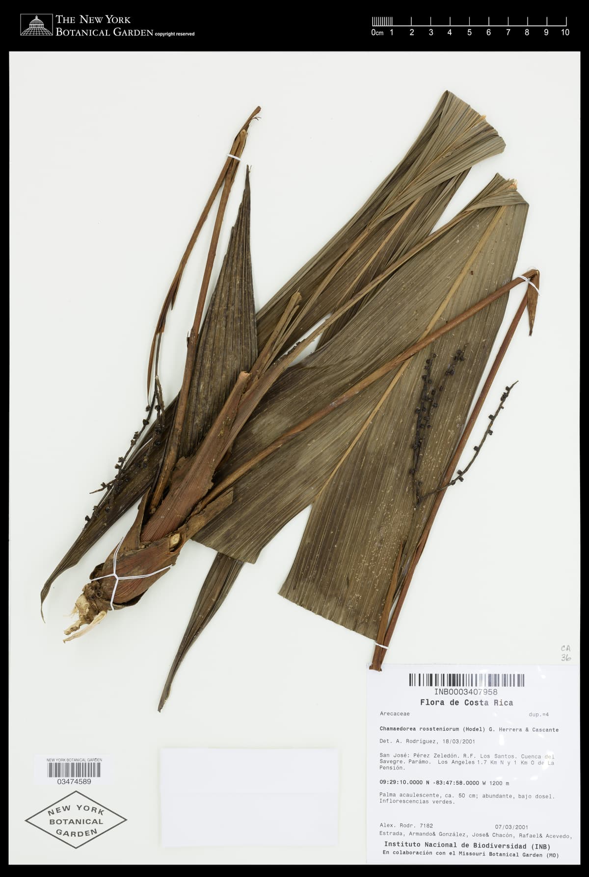 Botanical specimen of Chamaedorea Rossteniorum.
