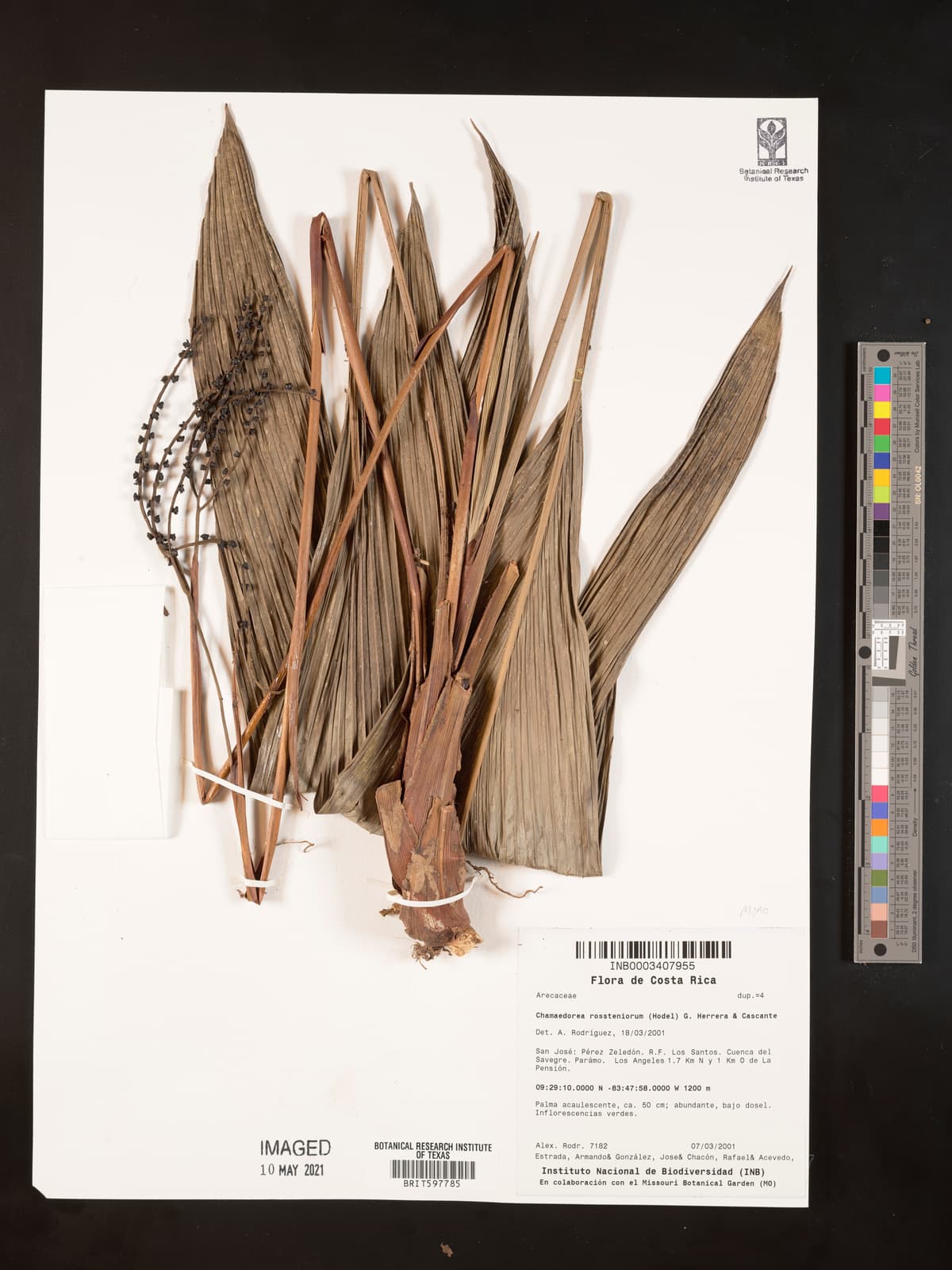 Botanical specimen of Chamaedorea Rossteniorum.