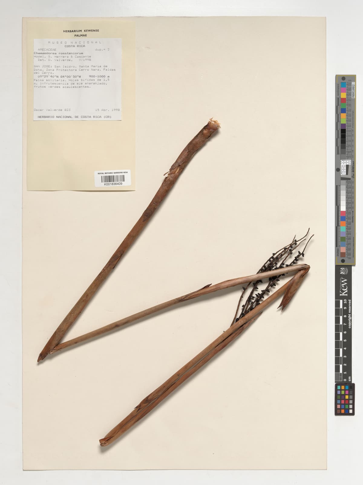 Botanical specimen of Chamaedorea Rossteniorum.