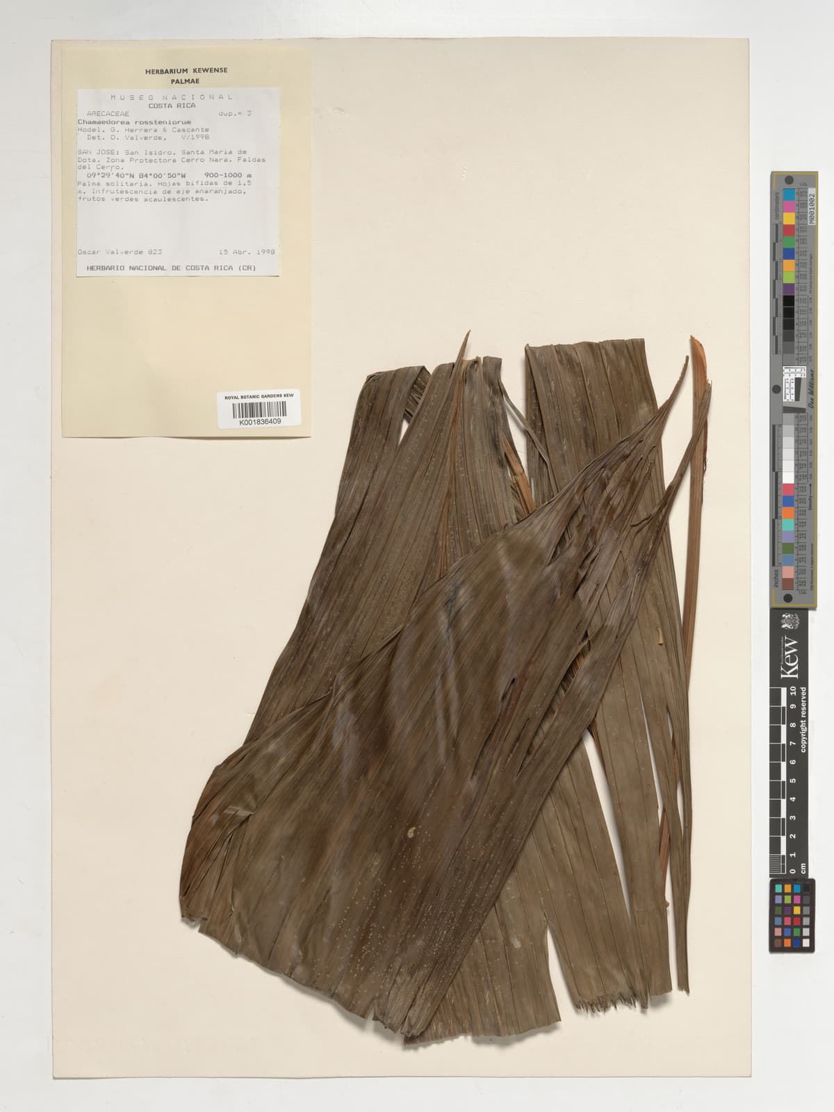 Botanical specimen of Chamaedorea Rossteniorum.