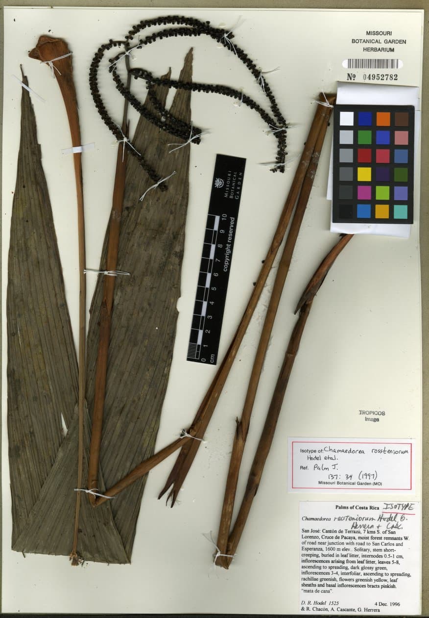 Botanical specimen of Chamaedorea Rossteniorum.
