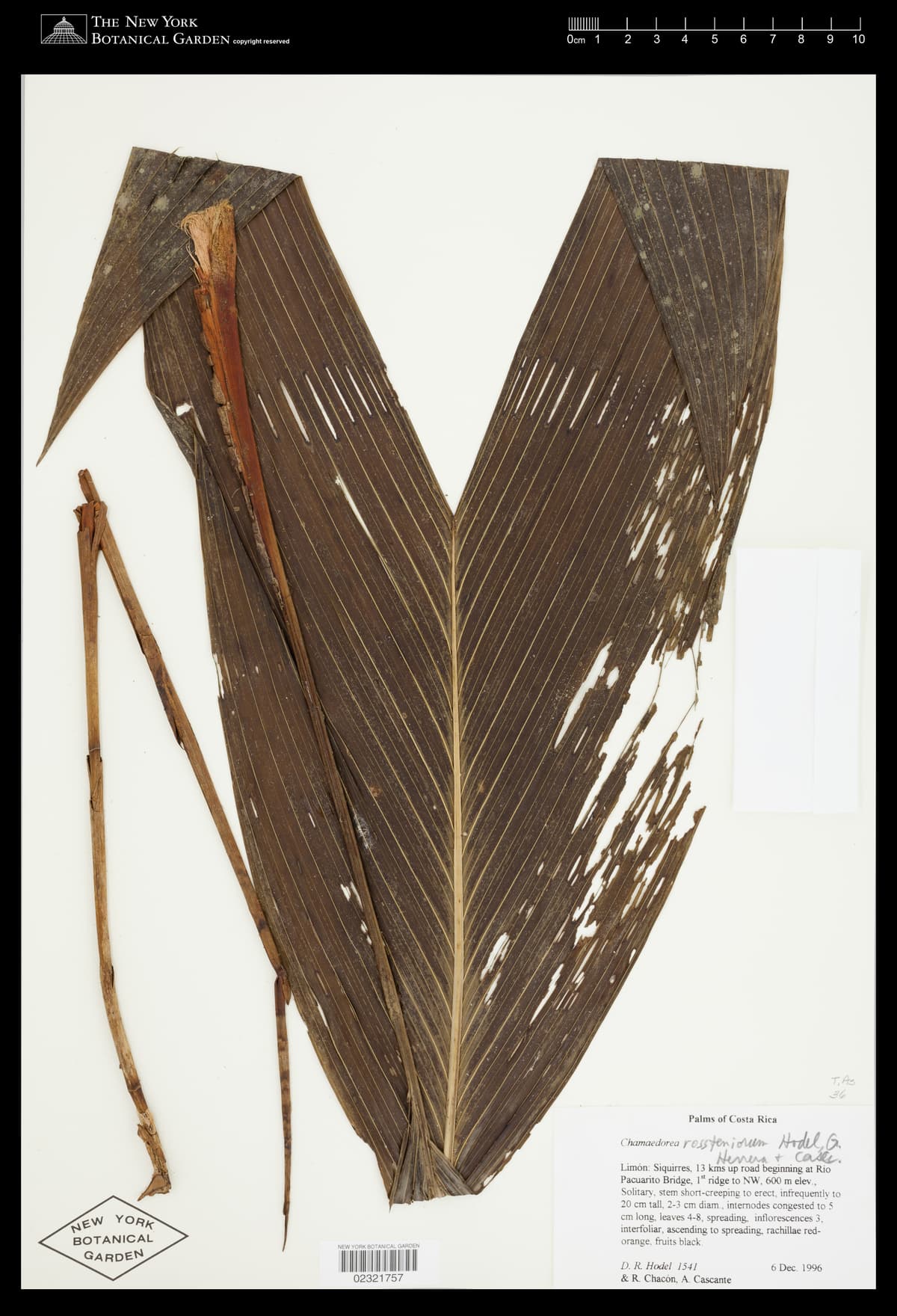 Botanical specimen of Chamaedorea Rossteniorum.