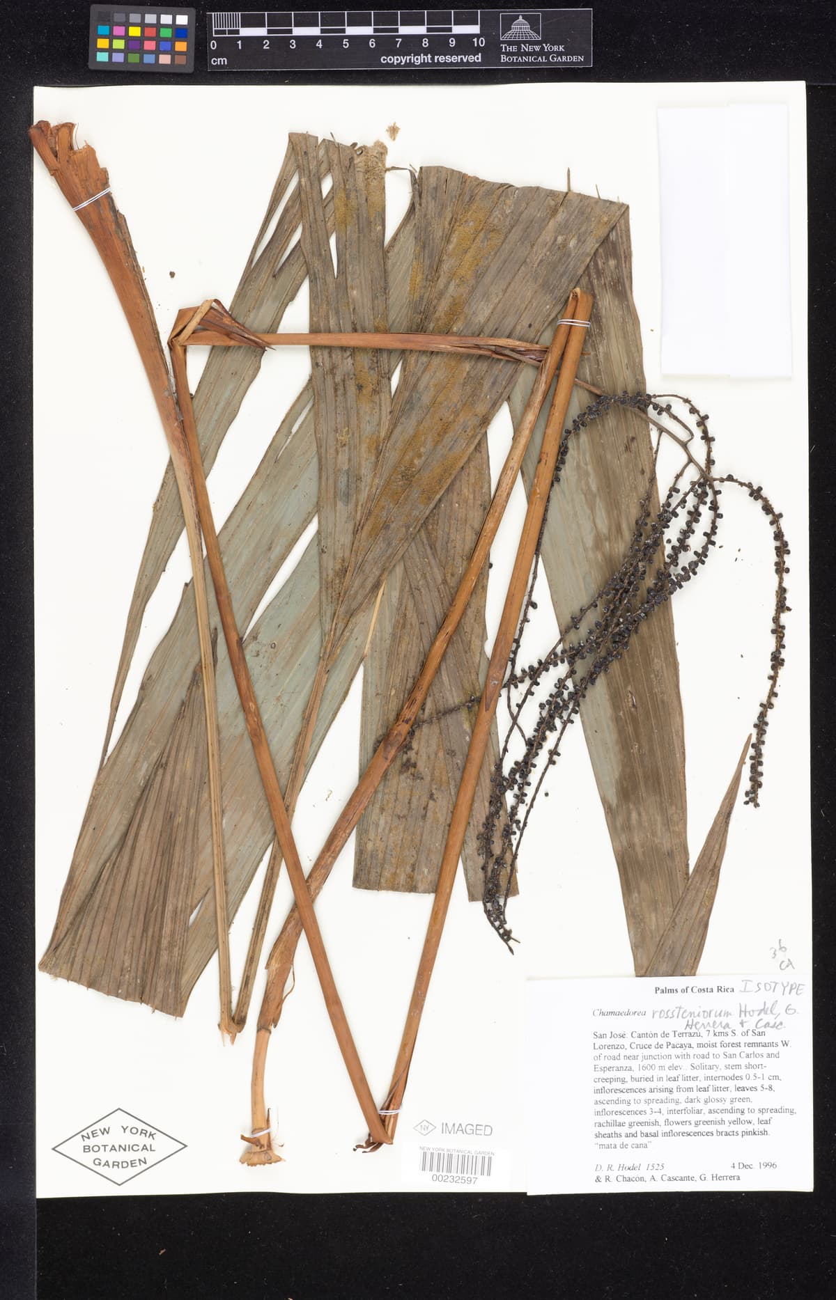 Botanical specimen of Chamaedorea Rossteniorum.