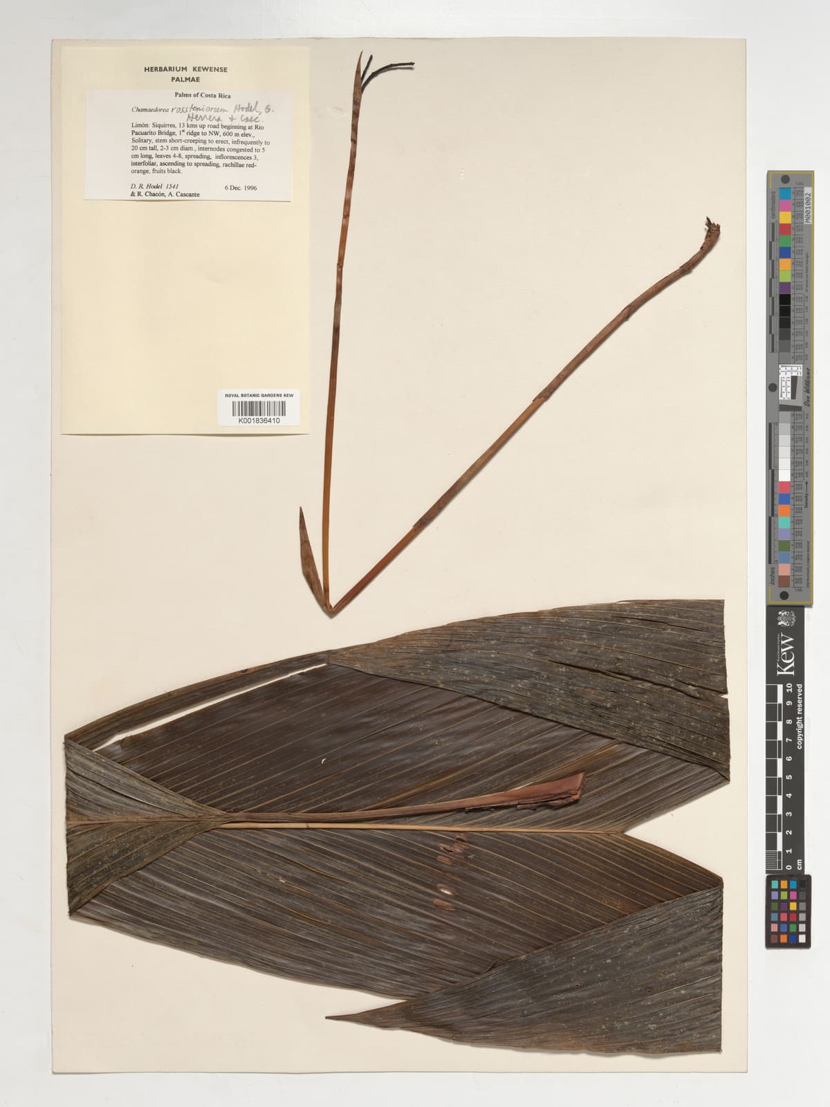Botanical specimen of Chamaedorea Rossteniorum.