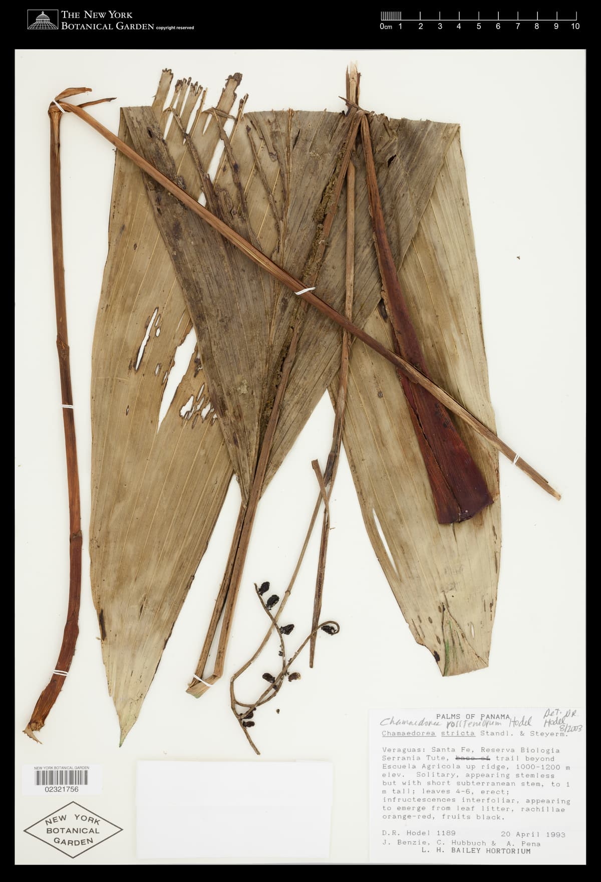 Botanical specimen of Chamaedorea Rossteniorum.
