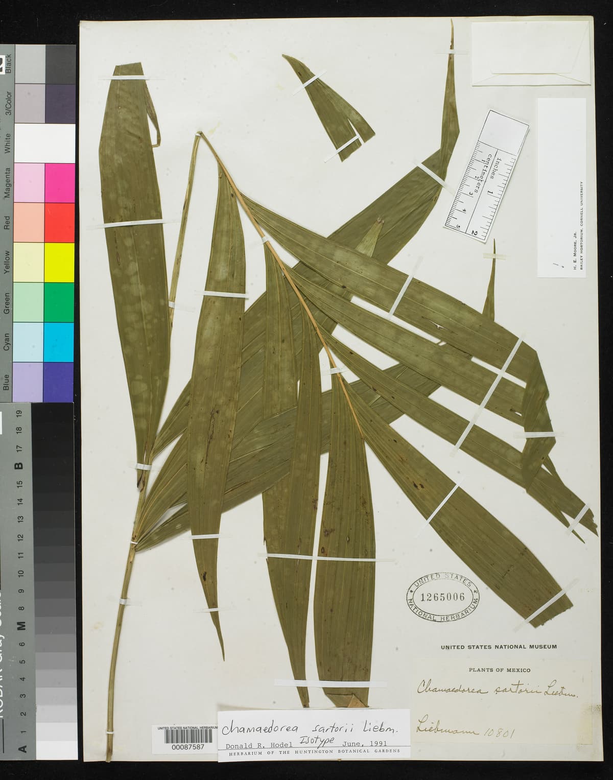 Botanical specimen of Chamaedorea Sartorii.