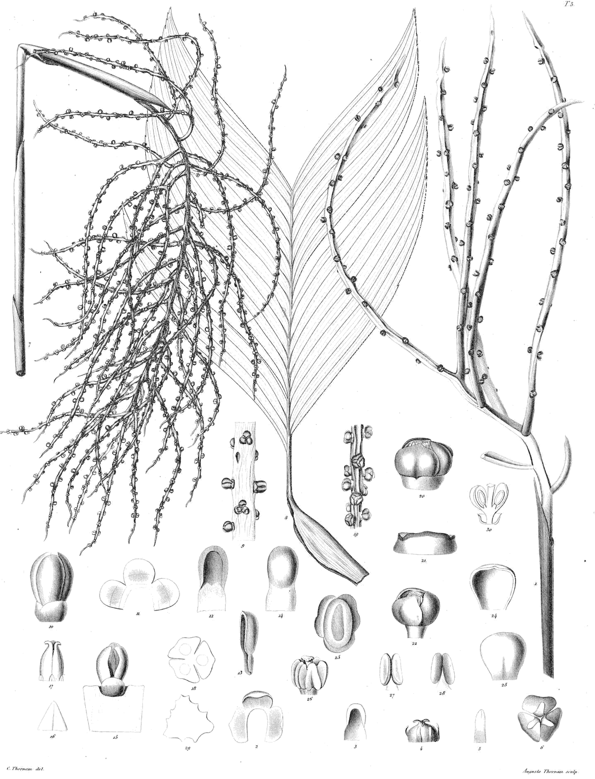 Botanical specimen of Chamaedorea Sartorii.