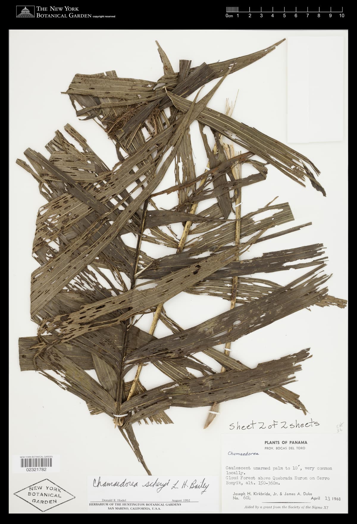 Botanical specimen of Chamaedorea Scheryi.