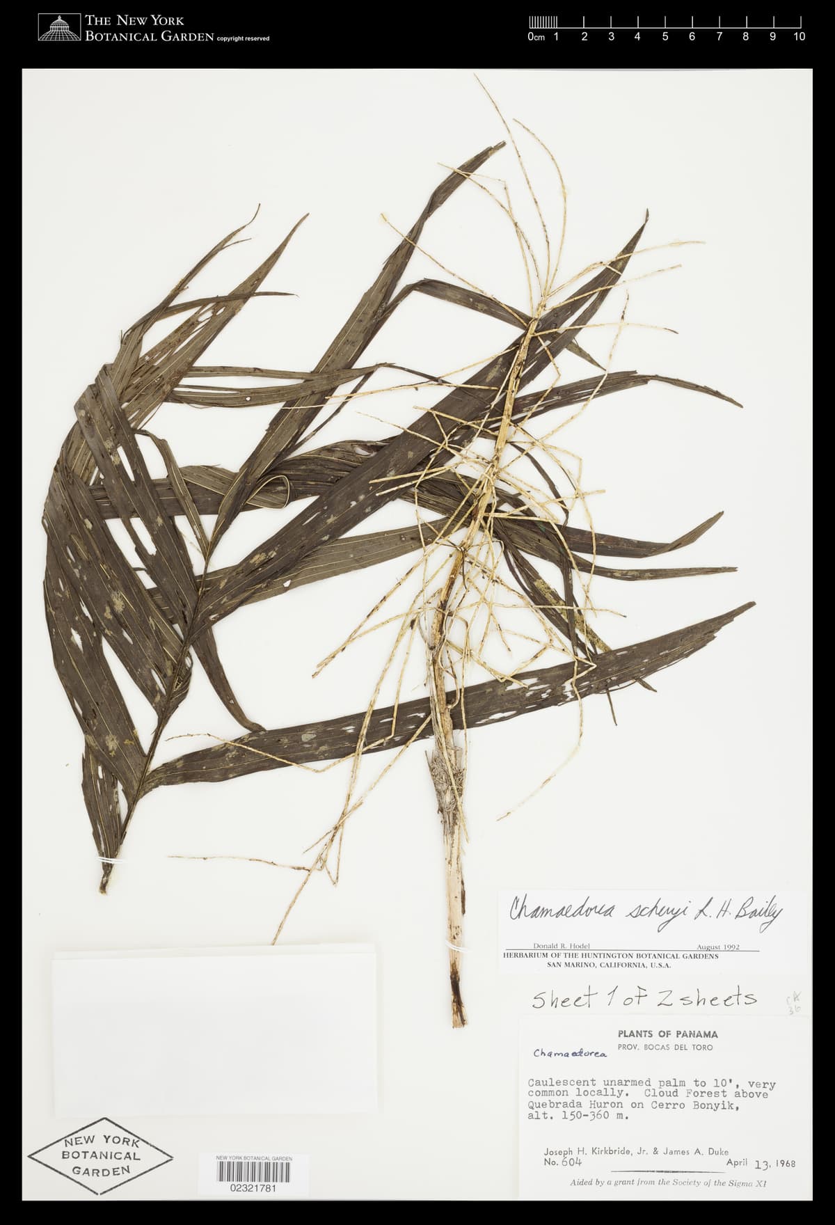 Botanical specimen of Chamaedorea Scheryi.