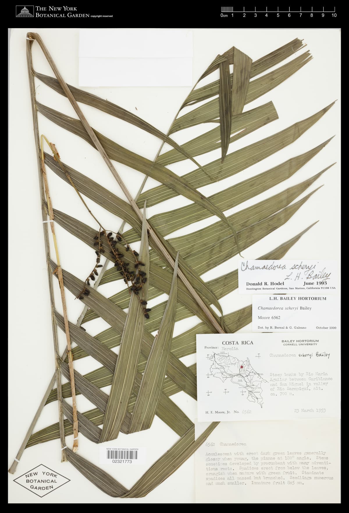 Botanical specimen of Chamaedorea Scheryi.
