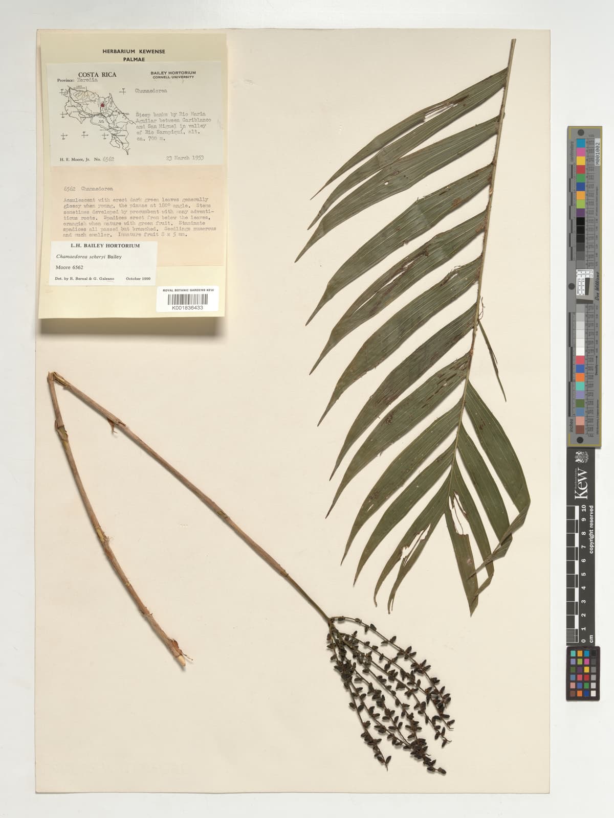 Botanical specimen of Chamaedorea Scheryi.