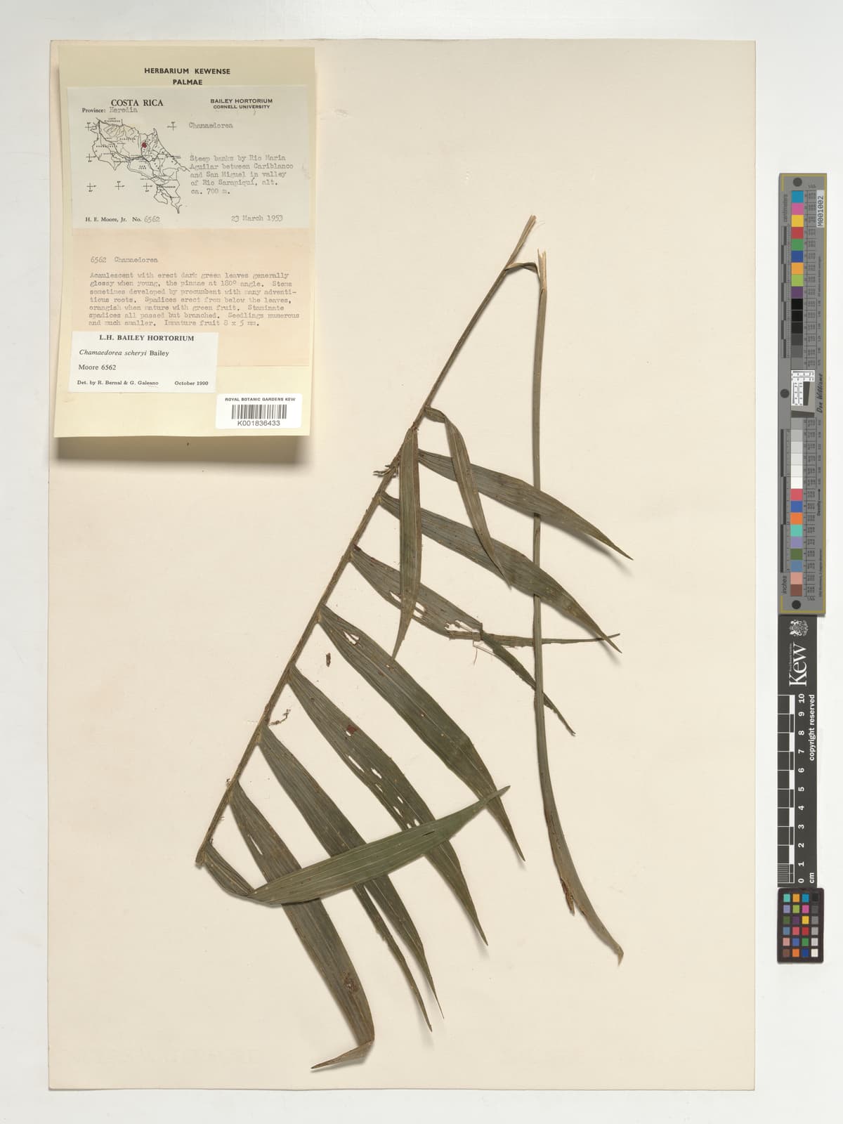 Botanical specimen of Chamaedorea Scheryi.