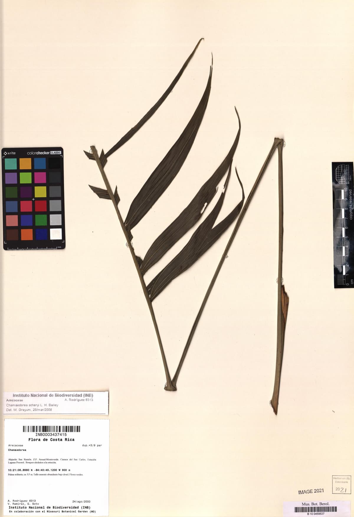 Botanical specimen of Chamaedorea Scheryi.