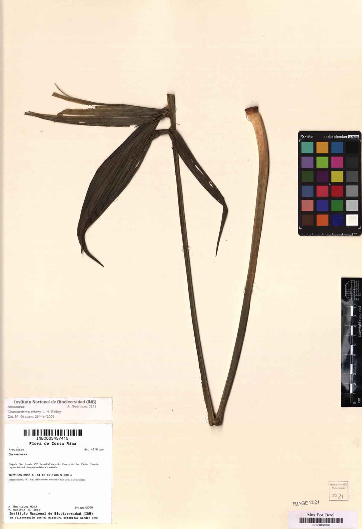 Botanical specimen of Chamaedorea Scheryi.