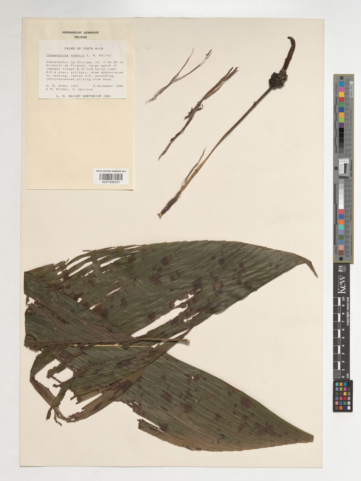 Botanical specimen of Chamaedorea Scheryi.