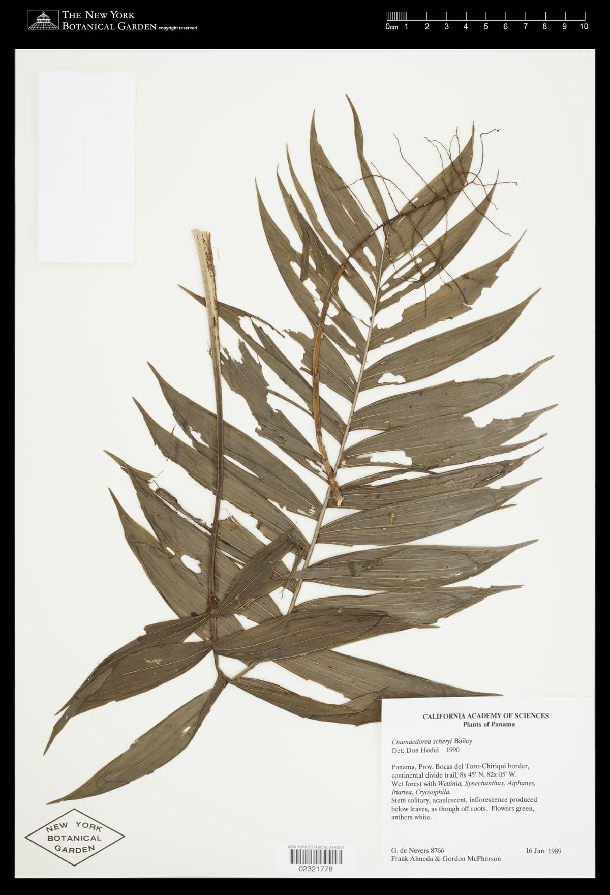 Botanical specimen of Chamaedorea Scheryi.