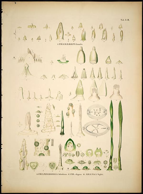 Botanical specimen of Chamaedorea Schiedeana.