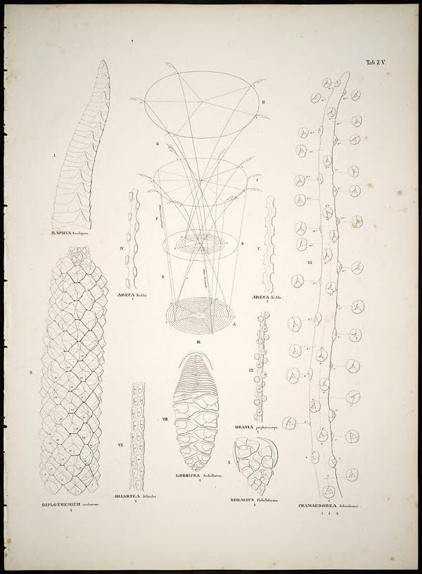 Botanical specimen of Chamaedorea Schiedeana.
