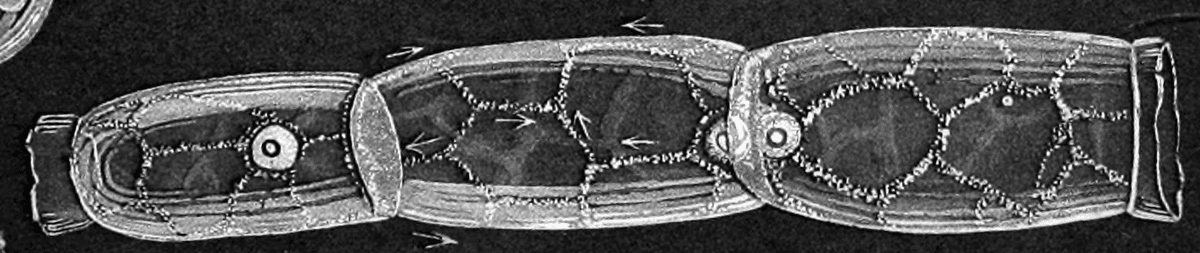Botanical specimen of Chamaedorea Schiedeana.