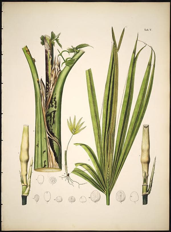 Botanical specimen of Chamaedorea Schiedeana.