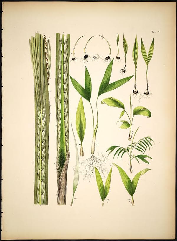 Botanical specimen of Chamaedorea Schiedeana.
